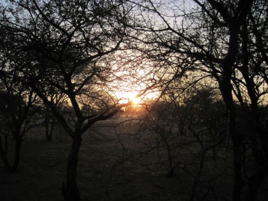 Mauritanie Lever du soleil dans les épineux