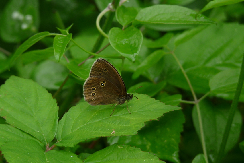 Talalgie plantaire