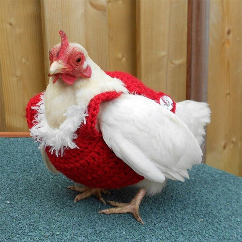 Avant l’hiver, tricotez des tenues pour les poules !