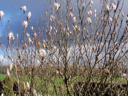 C'est bien le printemps ...