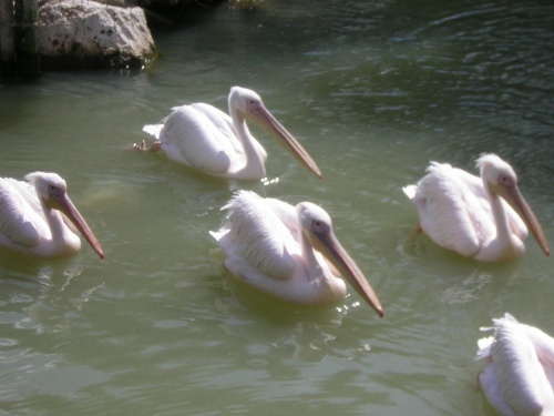 PARC ZOOLOGIQUE DE BEAUVAL EN SOLOGNE