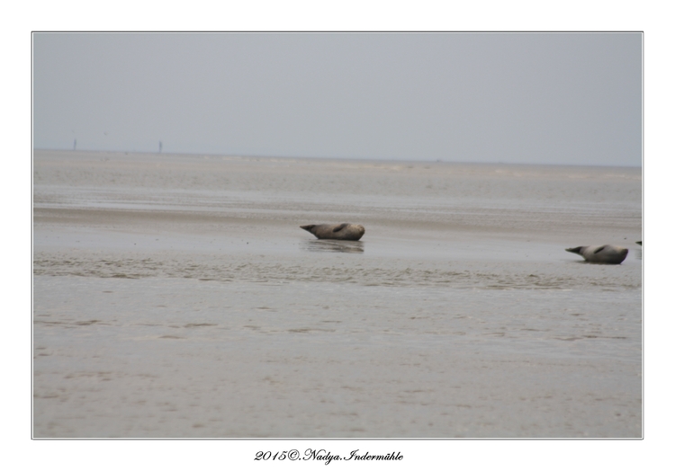 Berck et ses phoques