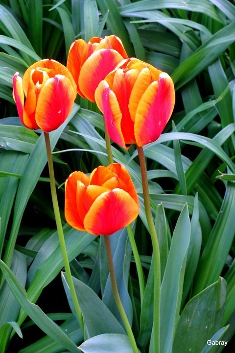 z11--Tulipes.JPG