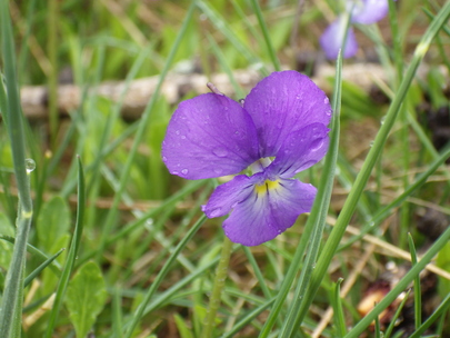 fleurs de montagne