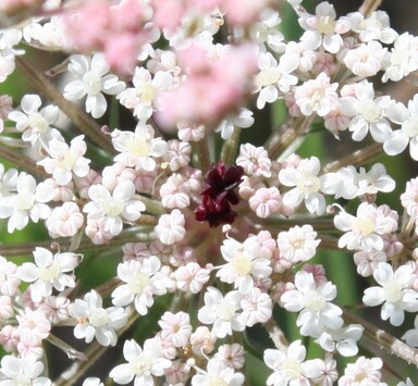 Daucus carota 