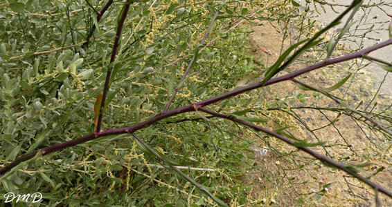 Shymphyotrichum squamatum - Aster squamatus  -  aster écailleux