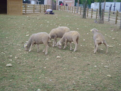 Promenade dans un petit parc animalier ...........