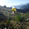 Narcisse bicolore (Narcissus bicolor) (1350 m)