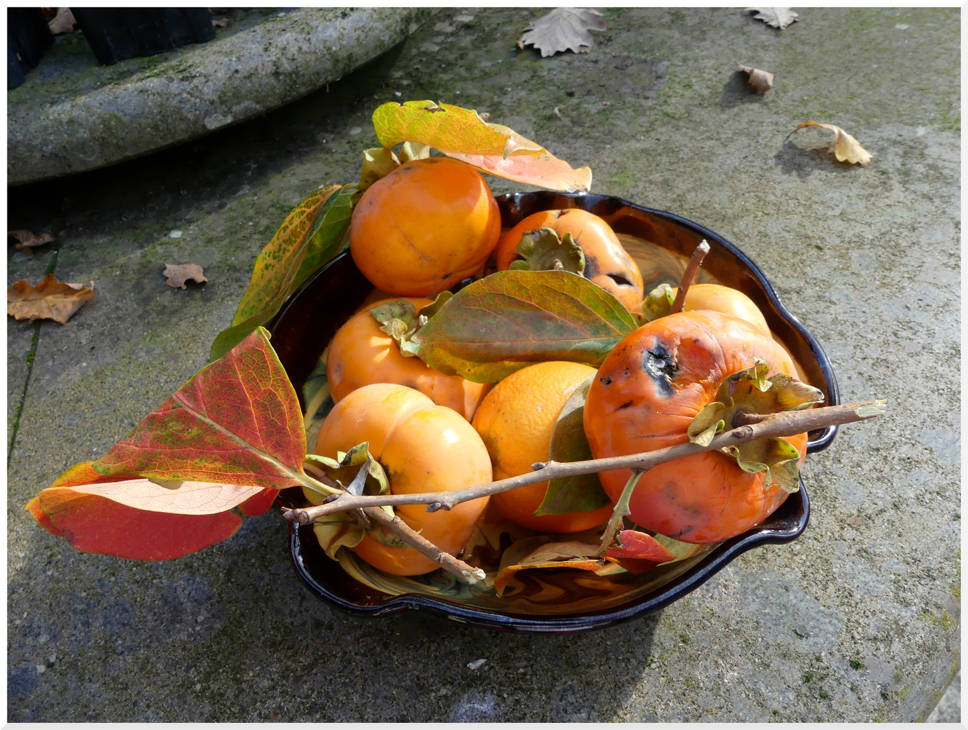 plaqueminier et ses fruits