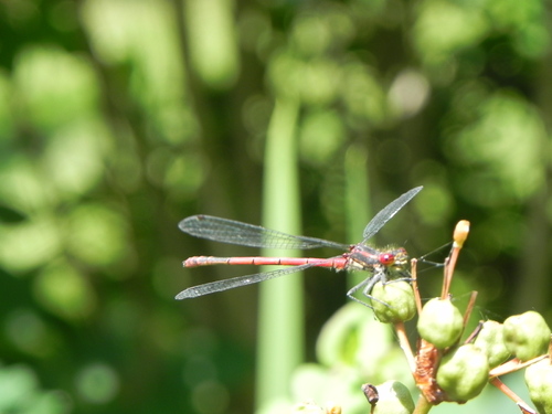 Le jardin en vacances 