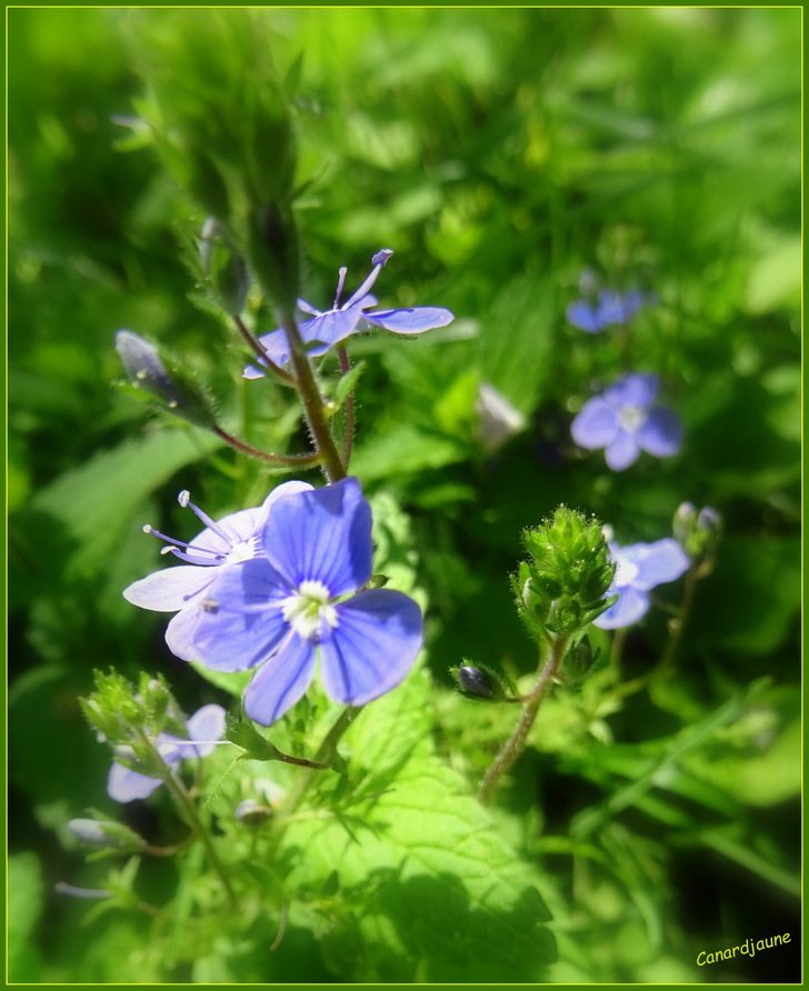 Au jardin en ce moment