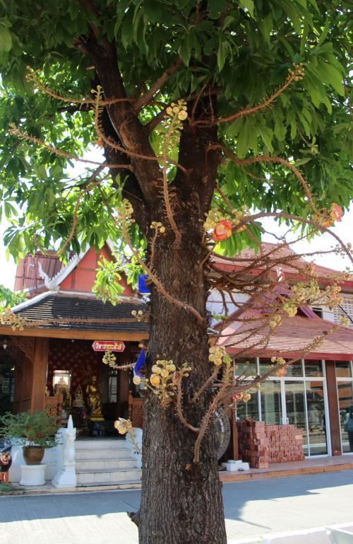 Le couroupita guianensis