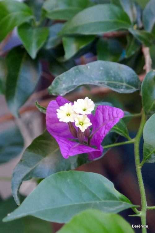 De la belle couleur : le bougainvillier