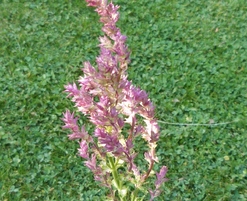 La Feuillerie, achats et coups de coeur...salvia nemerosa schwellenburg