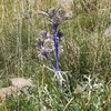 Chardon bleu des Pyrénées ou Panicaut de Bourgat (Eryngium bourgatii)