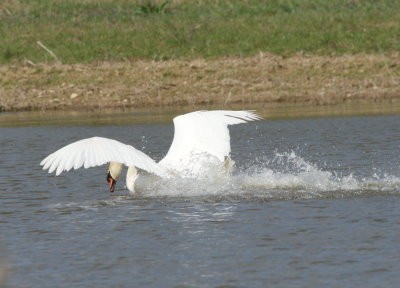 cygne amerrissage dom ban02