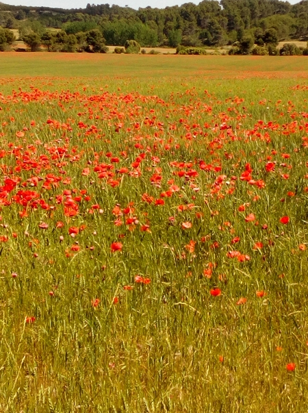 Mildéfis: n°277 fleurs des près