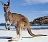 kangou