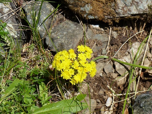 Chemin du Roy (Molines en Champsaur)