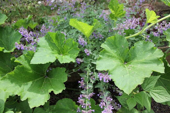 nepetas mussinii et feuillages de courge butternut