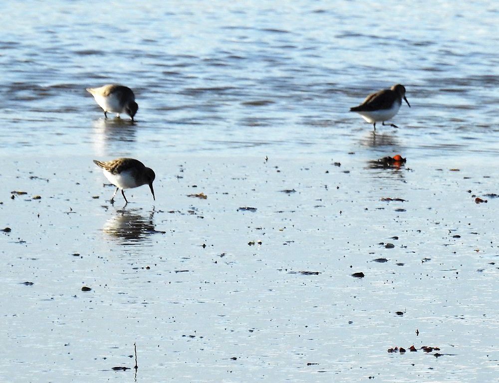 Petits limicoles au bord du Bassin d'Arcachon - décembre 2020...