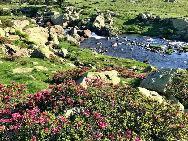 Peut être une image de nature