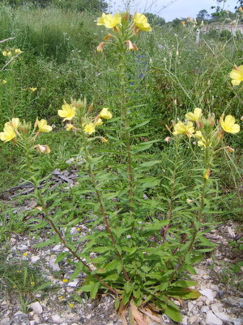 Fleurs cultivées : Oenothère