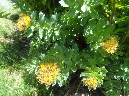 Fleurs jaunes