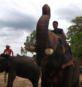 Au pays des khmers d'ISAN (3). À la poursuite des éléphants !