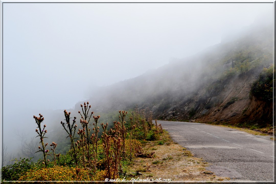 Speloncato sous la brume d'août