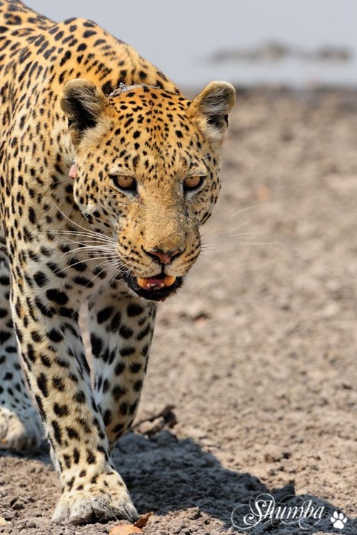 Moremi wildlife: predators