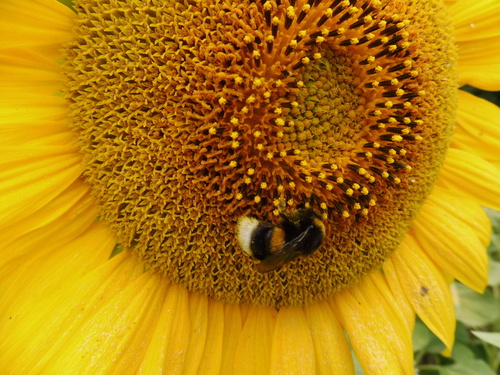 bourdon qui butine un tournesol