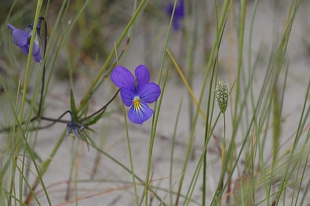 Fleurs d'Aurore