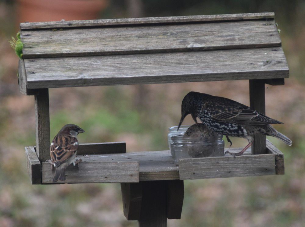 Oiseaux du jardin - décembre 2023 (1/2)....