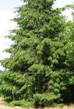                              "" Un JOUR de PLUIE !! - BONNE FIN de SEMAINE."""