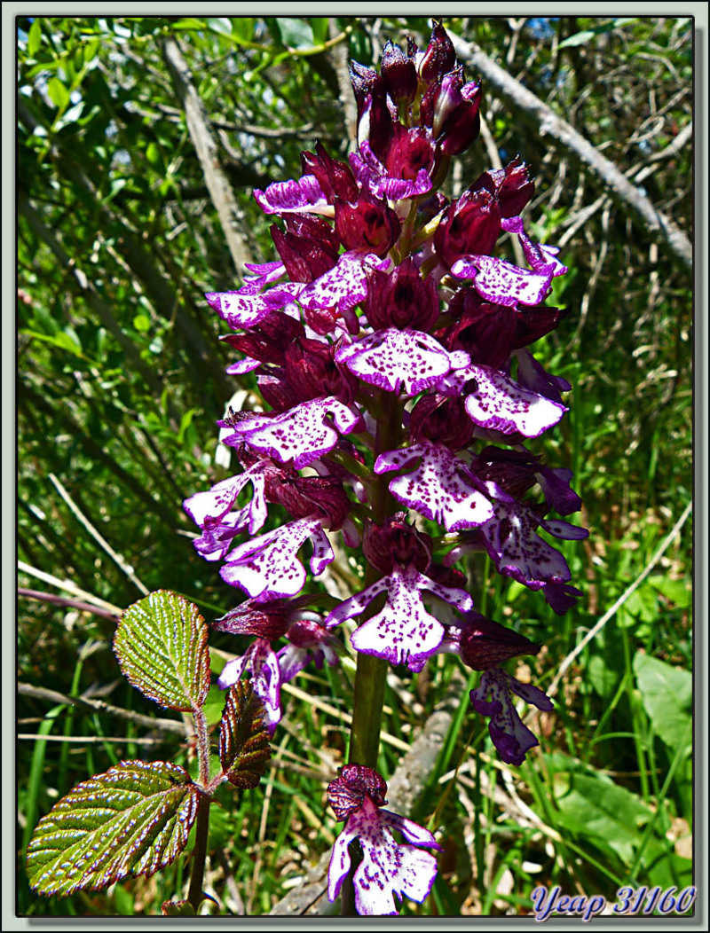 Orchis pourpre (Orchis purpurea) - Saint-Martory - Petites Pyrénées - 31  (Flore) 
