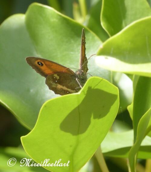 Dans mon jardin.