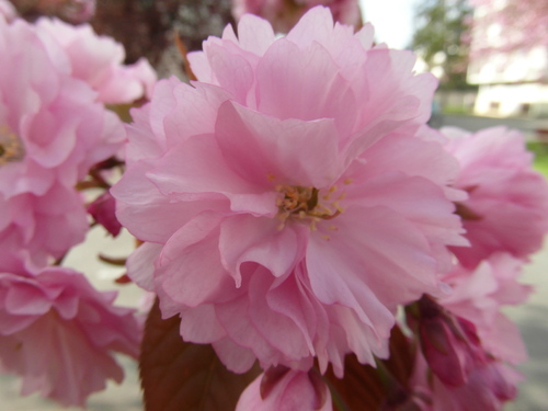 Cerisier fleur