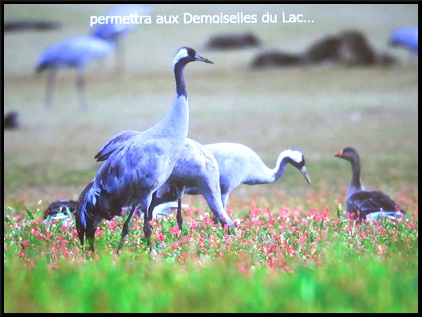 Une sortie dans lAube et la Marne, à la rencontre des "Demoiselles du lac du Der", avec la Société Mycologique du Châtillonnais