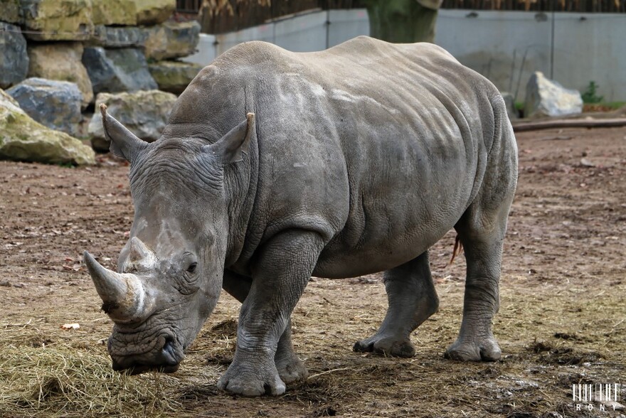 Sethemba, bébé rhinocéros blanc, né mardi 22 mars à Pairi Daiza 