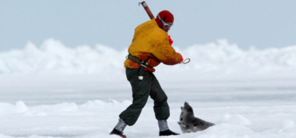 Stop aux massacres des phoques au Canada