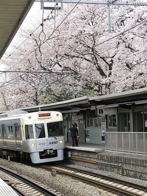 story life trains japan cherry blossoms sakura 