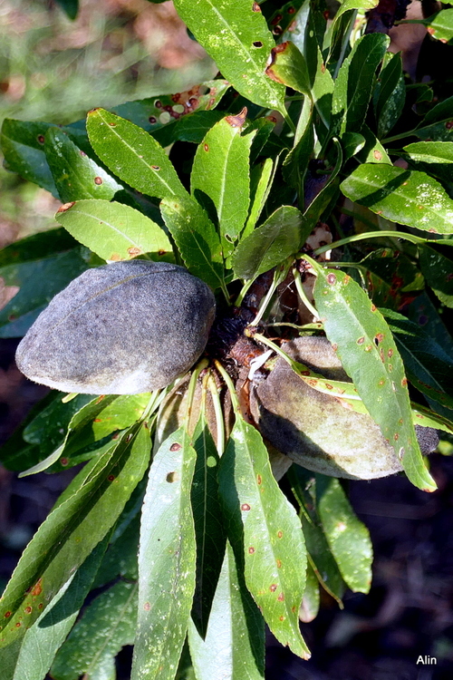 Un fruit sec : l'amande !