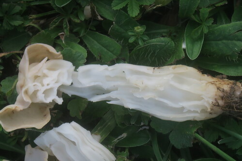 Helvella crispa, Helvelle crêpue 