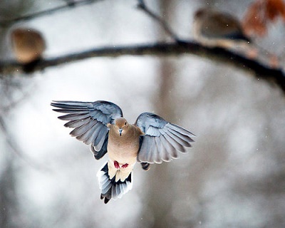 Oiseau vole ... 