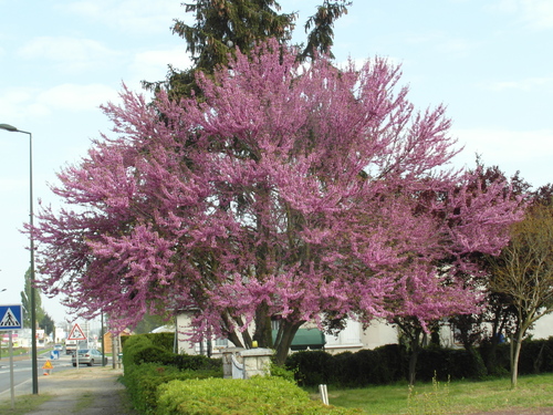 Tout de rose vêtus