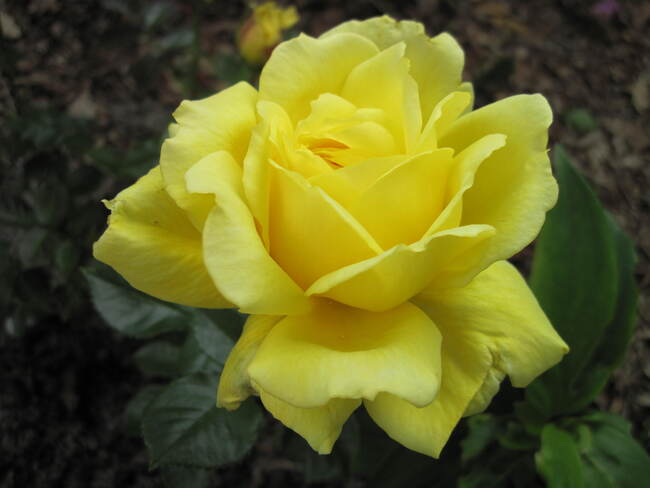 Rosier jaune à la place du rosier ' Ghislaine de Féligonde '