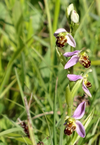 Foug - Ophrys abeille