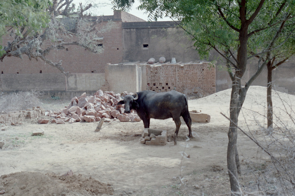 28 février 1992 : Mandawa, aux portes du Rajasthan