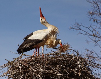                                             " SUITE DES GRANDS OISEAUX"